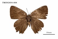 藏品(秀灑灰蝶)的圖片